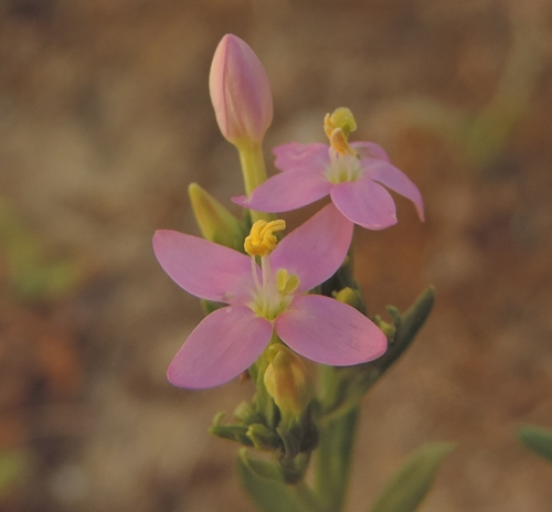 dal mio giardino - Centaurium erythraea